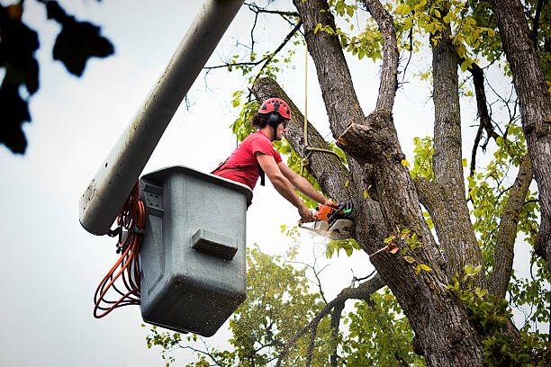 How Our Tree Care Process Works  in  Great Falls, VA